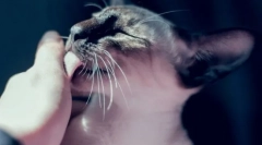 7 Ne-očigledni uzroci zašto cat uporno liže ruku