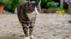 7 Opasnosti koje čekaju domaću mačku na ulici