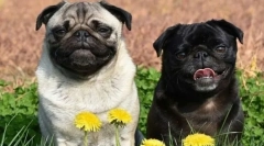 8 Prokleto, zahvaljujući kojem pugs podsjeća na veselo, ali dobro staro staro