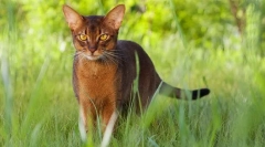 Abyssinian mačka (fotografija): um, milost i znatiželja