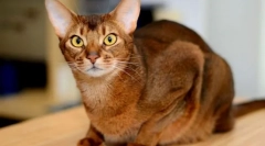 Abyssinian mačka