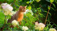 Abyssinian mačka (fotografija): sveta životinja faraona u vašem domu