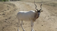 Adak
