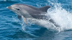 Afalina