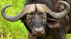 African buffalo