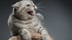 Agresija mačke: uzroci izgleda, simptomi i rješavanje problema