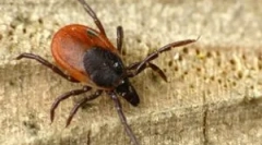 Akaricidni pripravci i postupak za obradu od krpelja