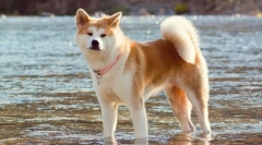Akita u