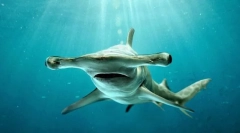 Hammerhead morski pas