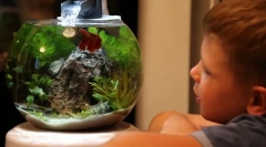 Akvarij za dijete