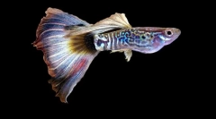 Akvarij fish guppi (fotografija): prskanje svijetlih boja u zelenim gustim algama