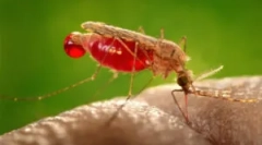 Alergija na komarci ugrize