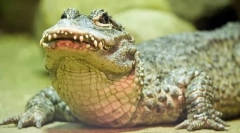 Aligator kineski