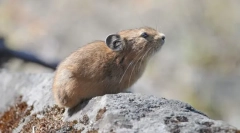 Altai hrana