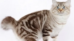 Američki bobtail