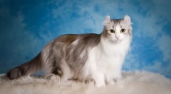 Američki curl