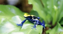 Vodozemaca. Zgrada i karakteristike