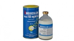 Amoksicilin za mačke: svjedočanstvo, recepcija i druge važne točke