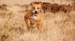 Amstaff (fotografija): nježni ljubimac i vjerni branitelj