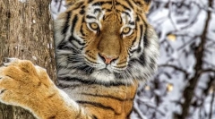 Amur tigar (ussuriy tigar)