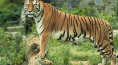 Amur tigar