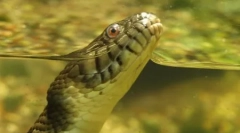 Anaconda - najveća zmija modernosti