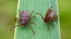 Test krvi za borreliozu i encefalitis