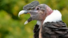 And condor