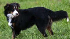 English shepherd: vjerni prijatelj i pouzdan branitelj
