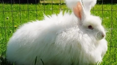 Angora zec: najzanimljivije činjenice