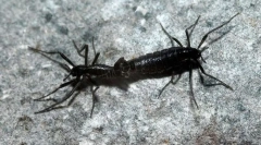 Antarktički komar-bell