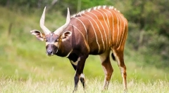 Antilope bongo