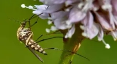 Anti komarci svjetiljke iz komaraca