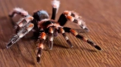 Arachnostilogija