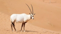 Arabian orix