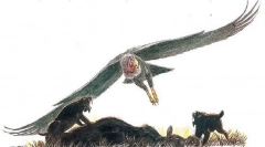 Argentavis