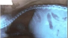 Ascites u mačaka: u čemu je problem