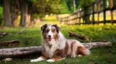 Australski shepherda