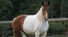 Australski konji