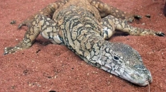 Australski div varan