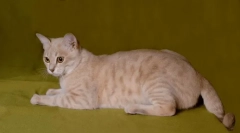 Australska magla: misty mačka