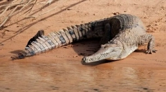 Australski svježi krokodil