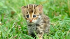 Azijski leopard mačka: glazbeni tropski lovac