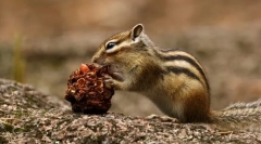 Azijski chipmunk