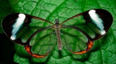Butterfly greta oho