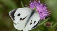 Butterfly kupus