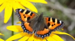 Butterfly utility: opis i način života