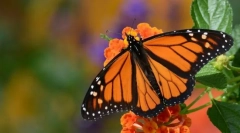 Butterfly monarh