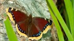 Butterfly repatsa