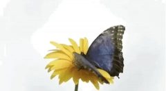 Leptiri: zanimljive činjenice o najljepšim letećim insektima